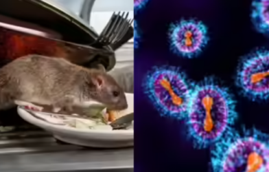 hanta virus 1