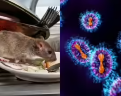 hanta virus 1