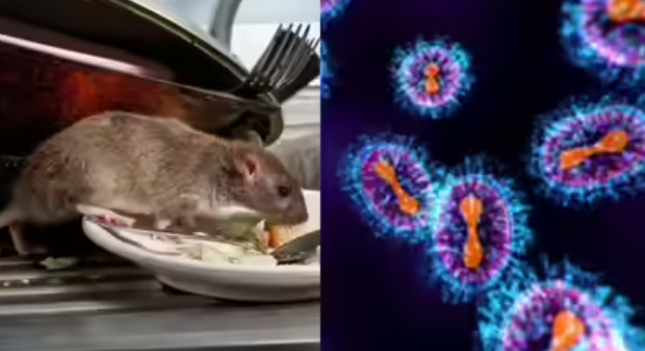 hanta virus 1