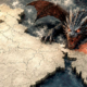 arunachal pradesh dragon 80x80