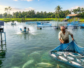 hilsa cultivation