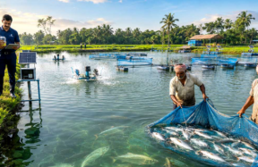 hilsa cultivation
