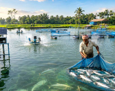 hilsa cultivation