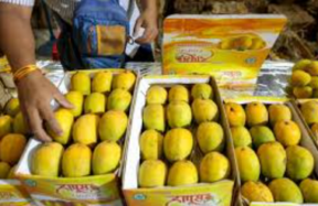 indian mangoes