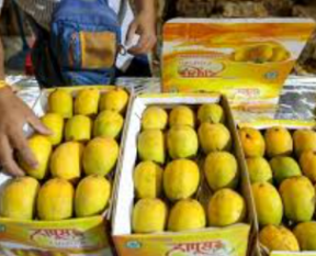 indian mangoes