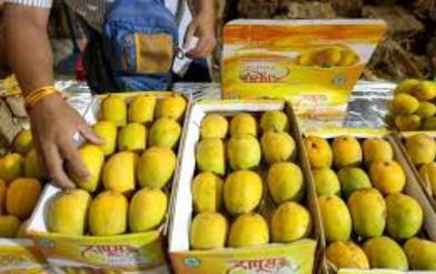 indian mangoes