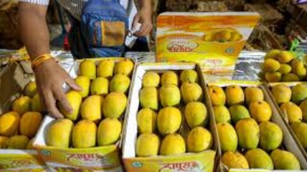 indian mangoes