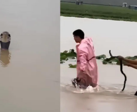 china snakes