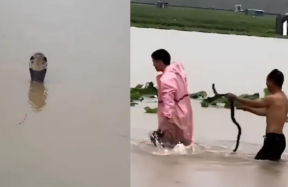 china snakes