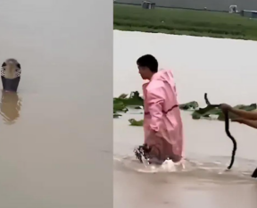 china snakes