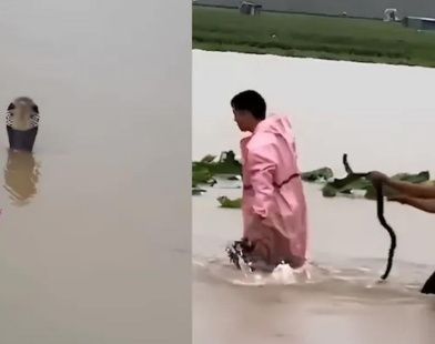 china snakes