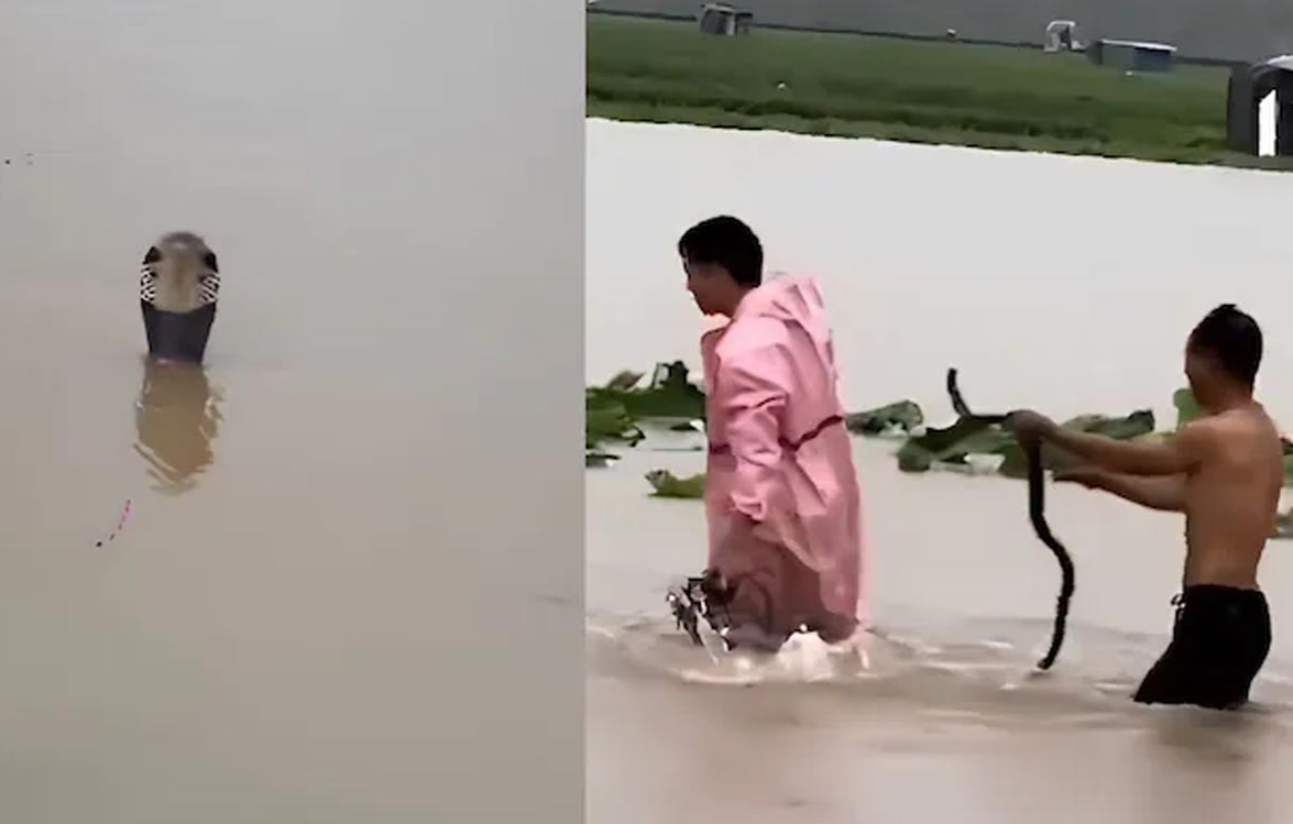 china snakes